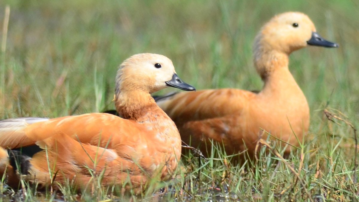 rammuladevrai tweet media