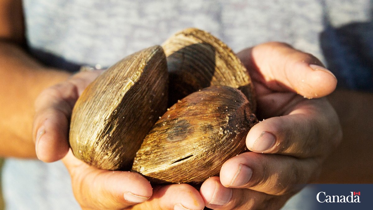 DFO Pacific tweet media