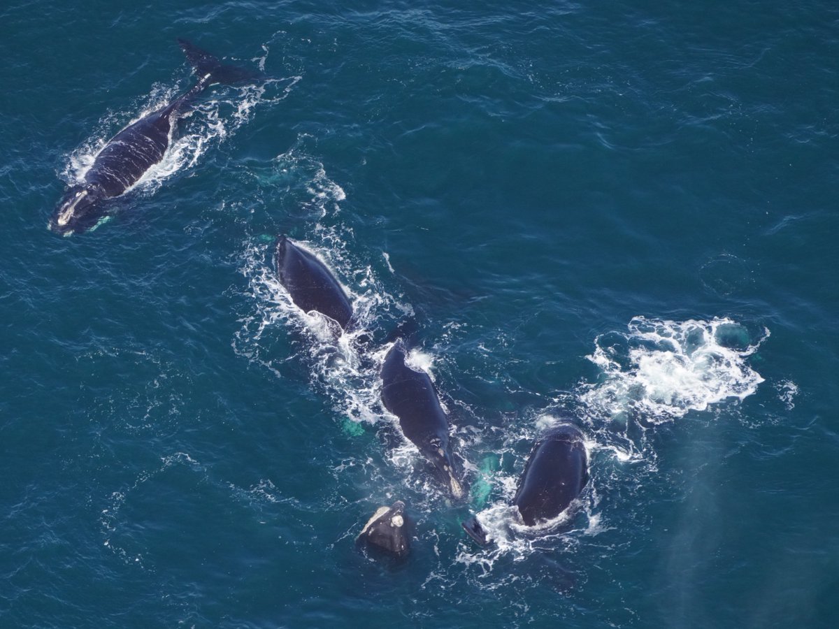 New England Aquarium tweet media