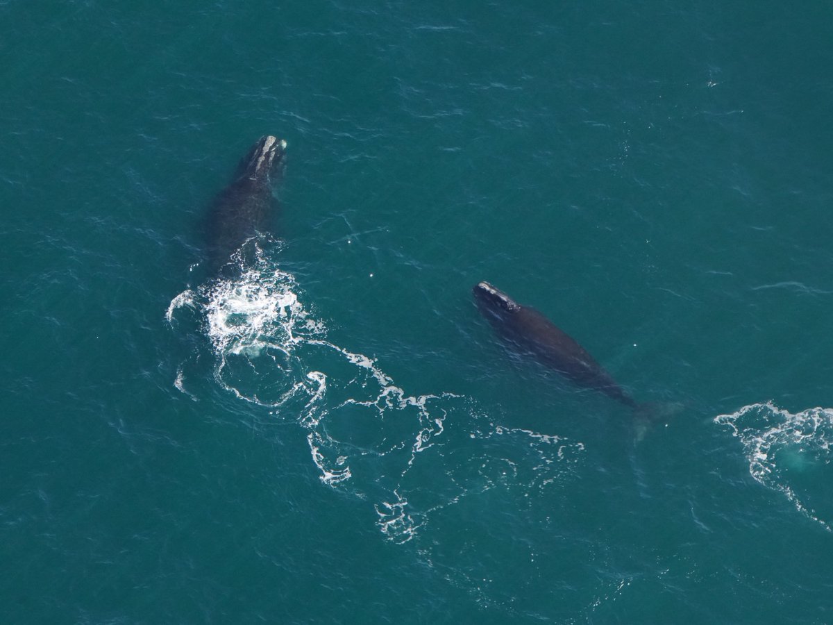 New England Aquarium tweet media