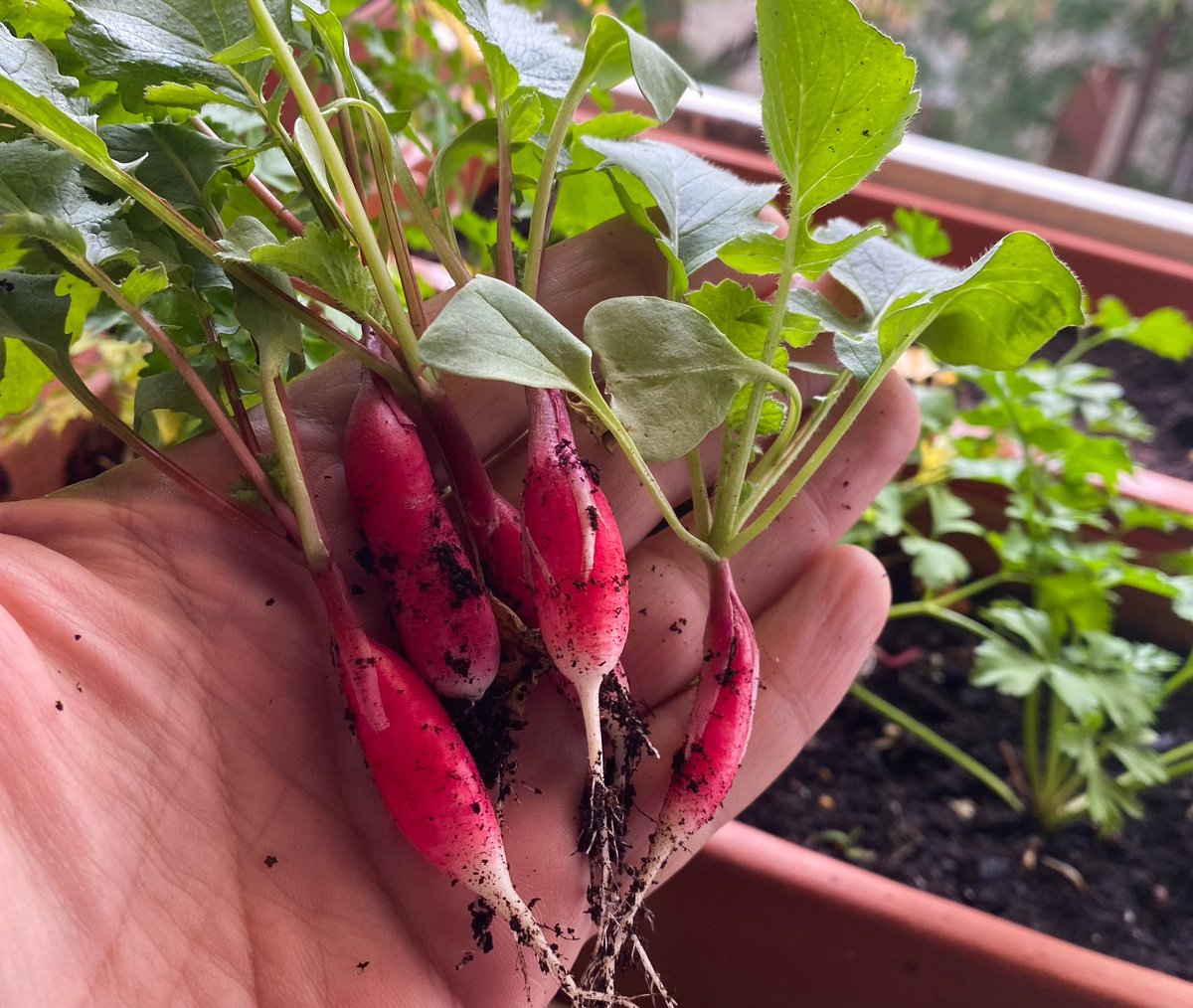 Effi Lifshitz tweet media