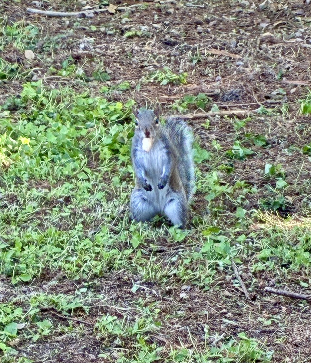 🦇 miracide 𓃵 tweet media