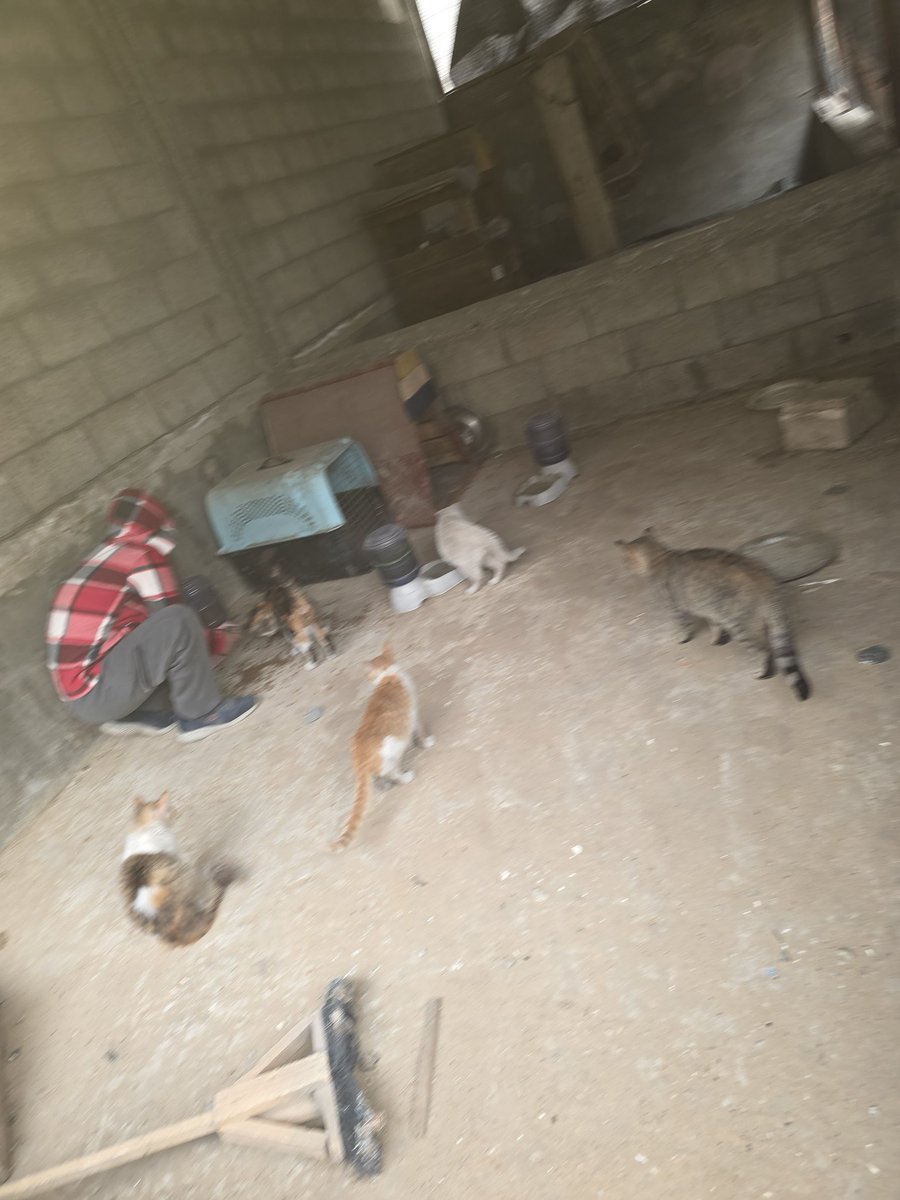 ♥️🇵🇸🇵🇸❤️A lover ♥️of homeless cats😻❤️🌱🌱👍🤗 tweet media