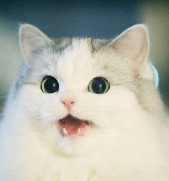 🇯🇵ニック・ロッジ⛩️ tweet media