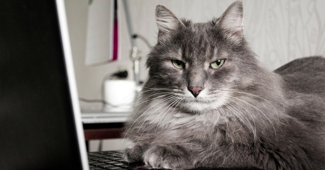 The Pet Cancer Foundation tweet media