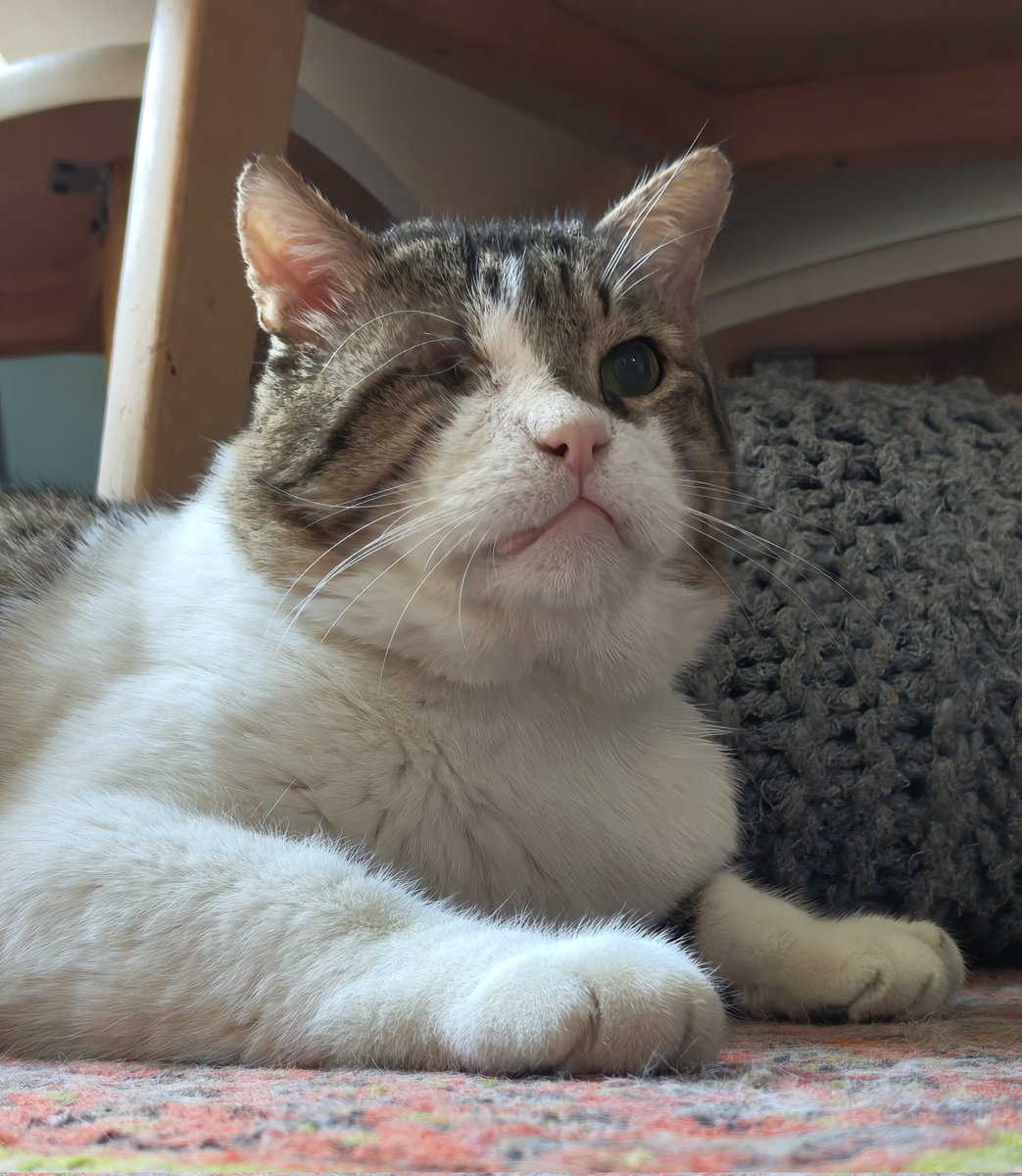 تنسی‌تاکسیدو  tweet media