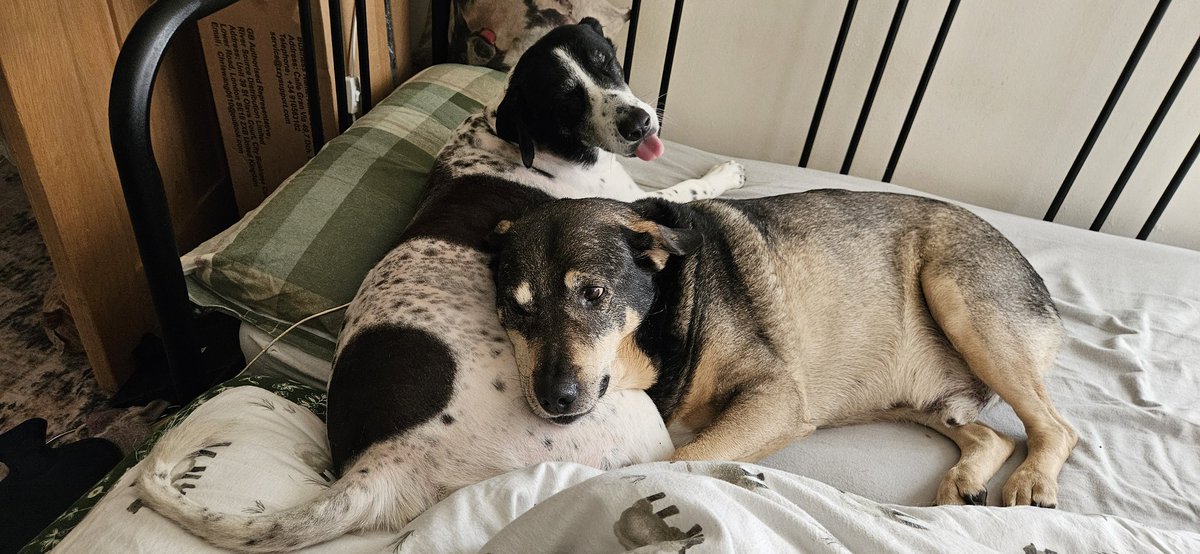 ktulu_r's tweet image. Ciezko uwierzyc, ze 4 miesiace temu, te psy nie mialy o sobie pojecia. #Maya #Stanley