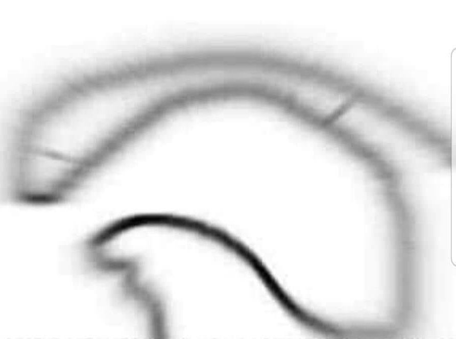 isabella tweet media