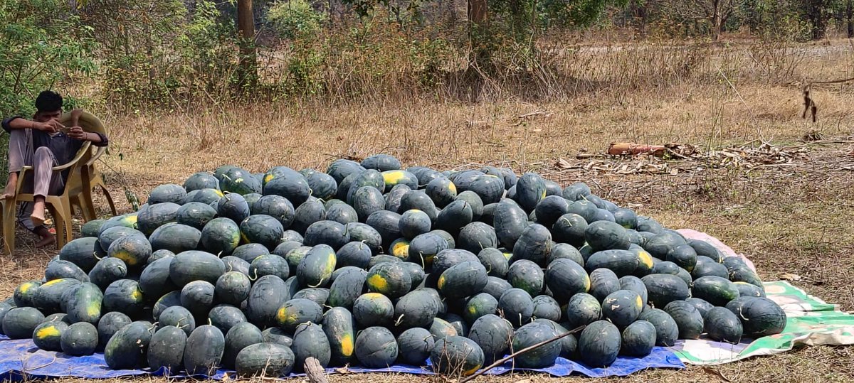 DM_Mayurbhanj's tweet photo. Collective marketing of watermelon at Baria village under Baria GP, Sukruli Block, by members of Sabuja Khetra PG.
#FarmersIncome #CollectiveFarming #Mayurbhanj https://t.co/4bvJRQLXGC