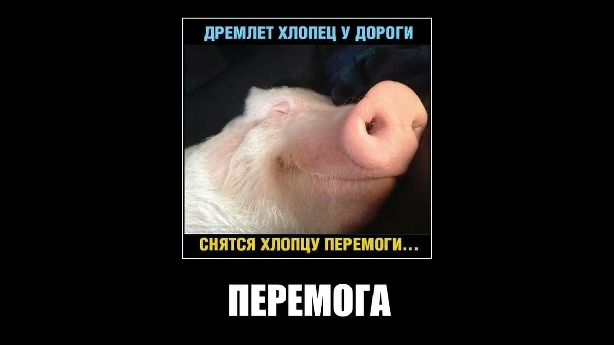 константин ушаков tweet media