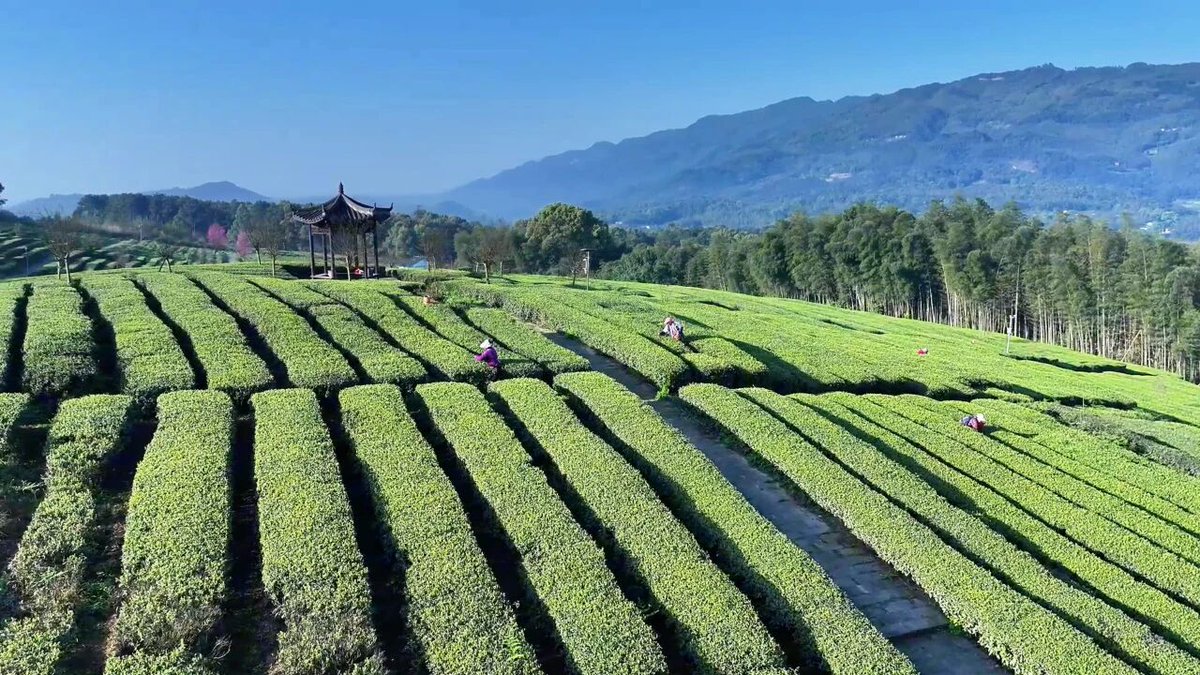 Modern Express 现代快报 tweet media