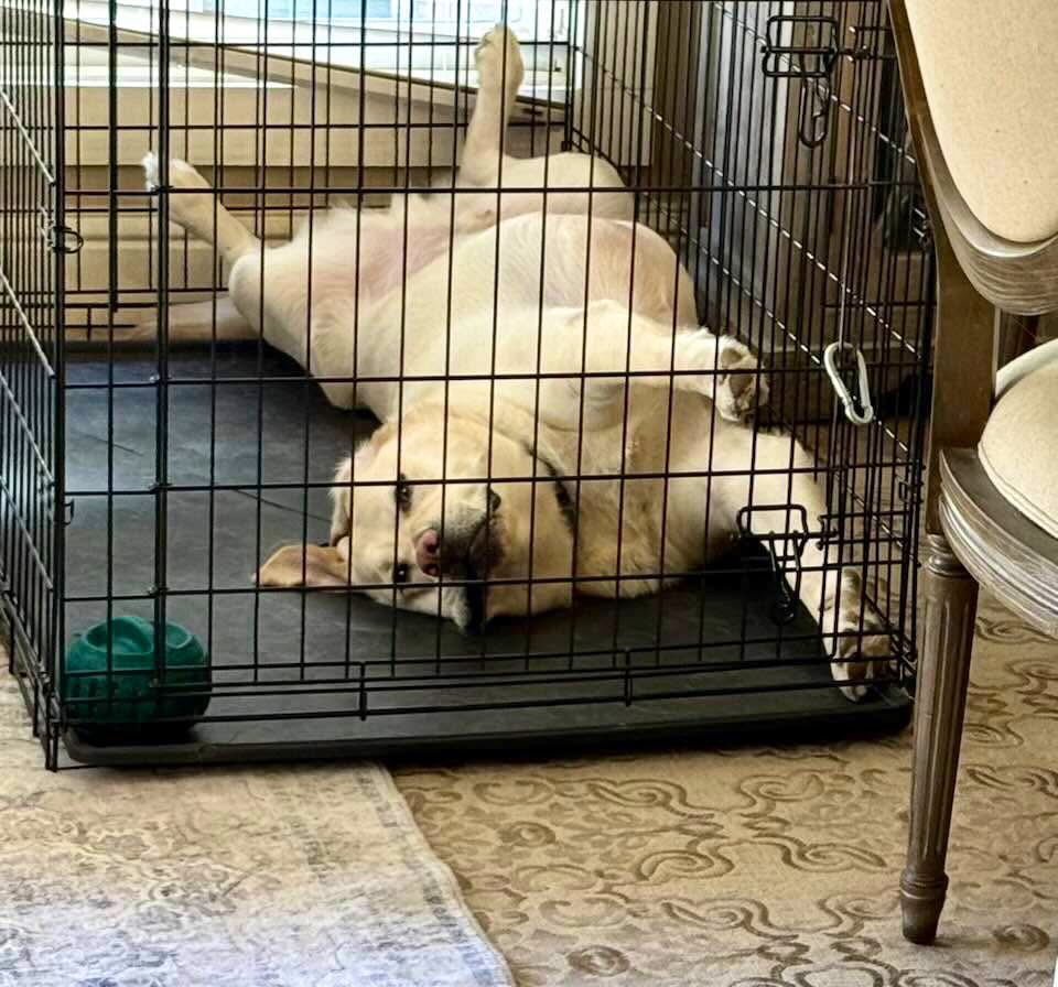 Stephen Simpson 🇺🇦 ProperGander tweet media