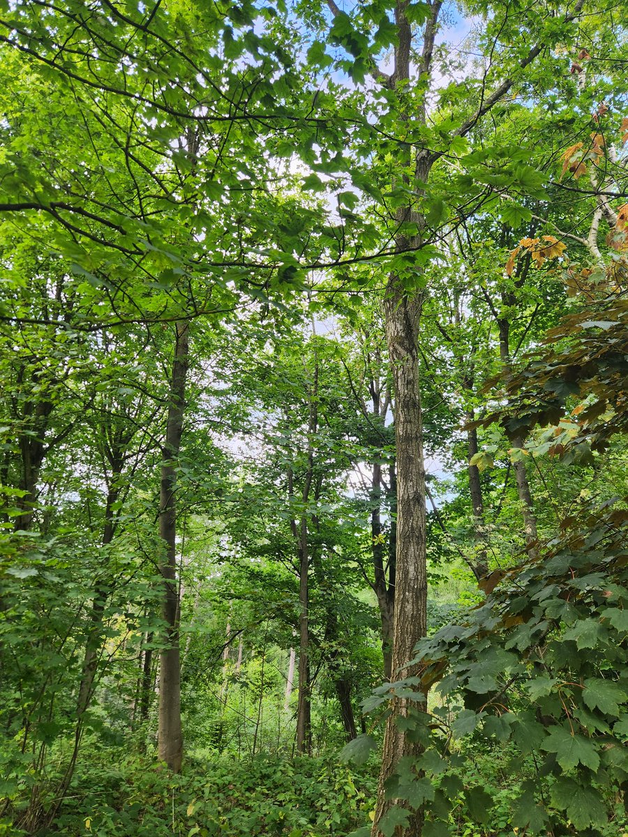 Treemissions tweet media