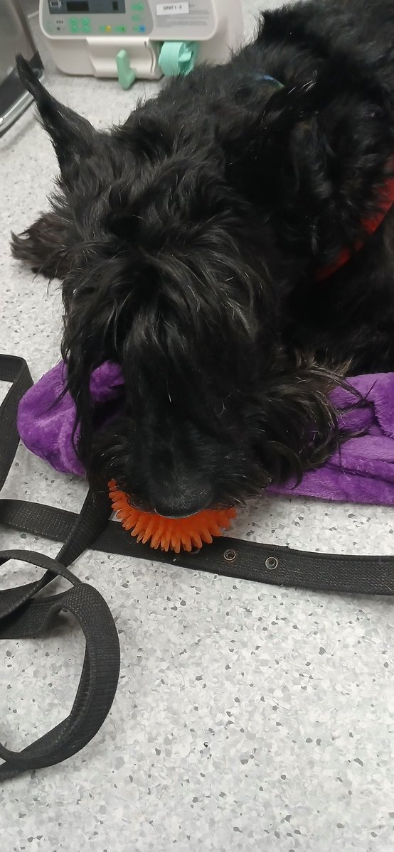 Бог не выдаст, свинья не Гест tweet media