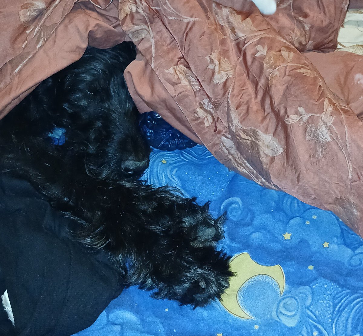 Бог не выдаст, свинья не Гест tweet media