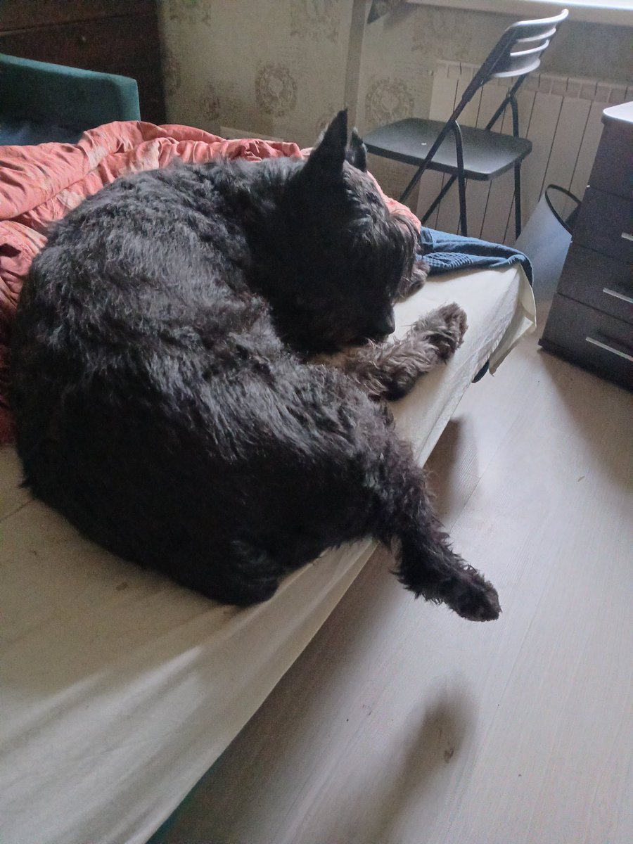 Бог не выдаст, свинья не Гест tweet media