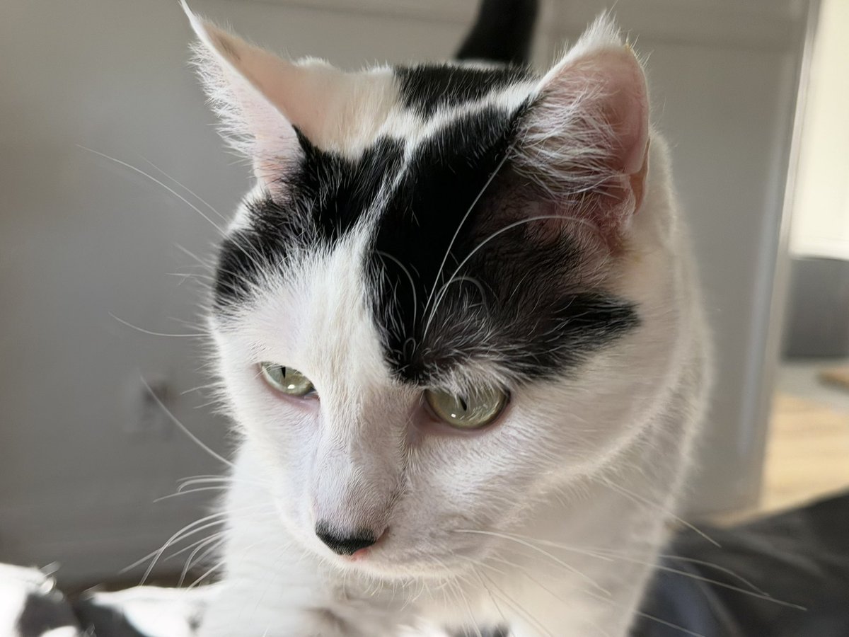 Z.H. (Burial Magazine) tweet media