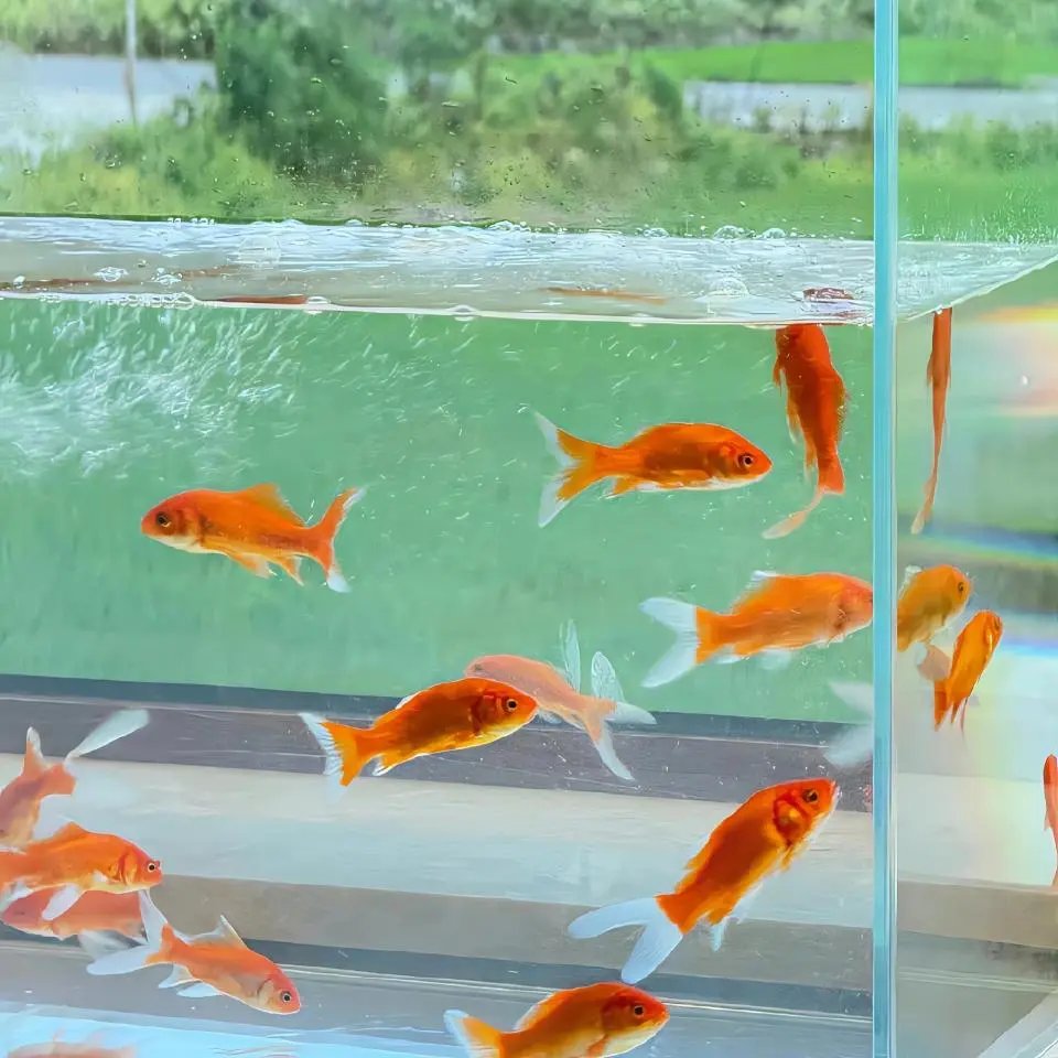 Moreno Lucas tweet media