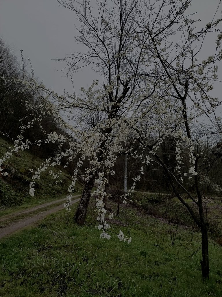 l_ay_se_rose's tweet photo. Bazı çiçekler baharı değil, bahar sandıklarını yaşar. https://t.co/6ud6Y6dUye