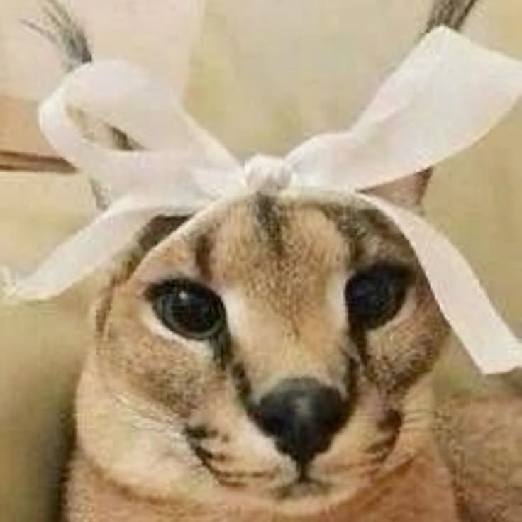 floppafazcat tweet media