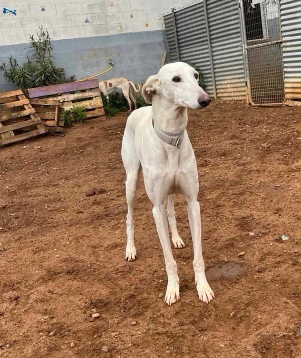 Alma Libre Rescue Italia tweet media