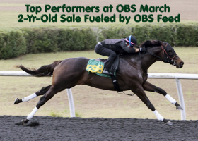ocalafeed's tweet photo. Top Performing Horses Fueled by OBS Horse Feeds https://t.co/USxTQsl3Of https://t.co/OHP8m8Vr57