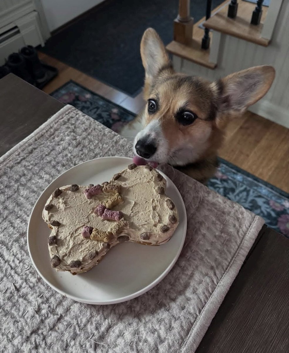 LotusMcpot's tweet image. Buffy turns 3 today! #Corgi #doggo #birthday so ill be at Sams this weekend!