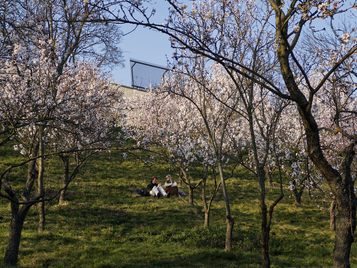 ara ara 🔸 あらあら tweet media