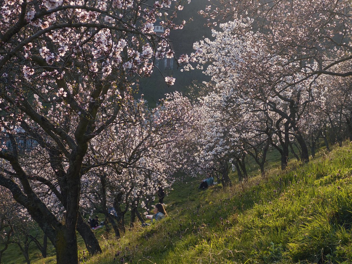 ara ara 🔸 あらあら tweet media