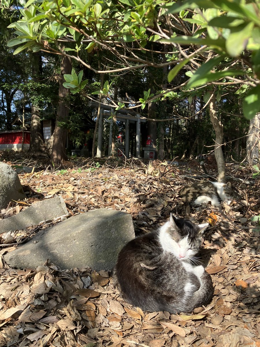 Daisuke Aoki tweet media