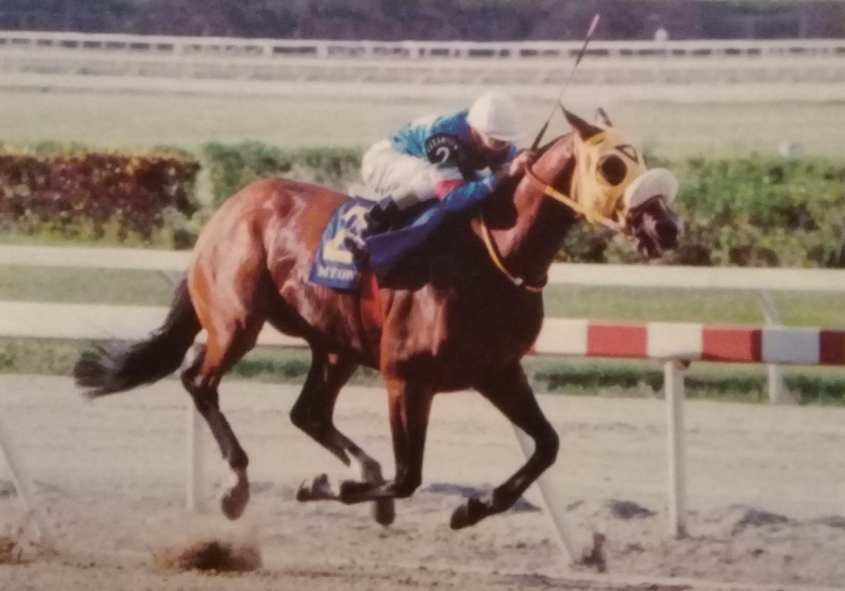 22/03/1997 nació en el Haras Vista Hermosa el mejor y más completo caballo engendrado, nacido y criado en tierras venezolanas: MY OWN BUSINESS.

Campeón a los 2, 3, 5 y 6 años, con varios record de pista, ganador de 37 carreras (31 selectivas), 12 Clásicos Grado 1 y más. Ningún