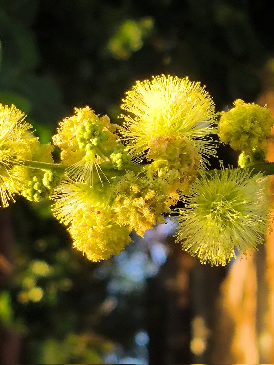 Flor del árbol Guamuchil. Linda jornada hoy jueves. ☕✨
