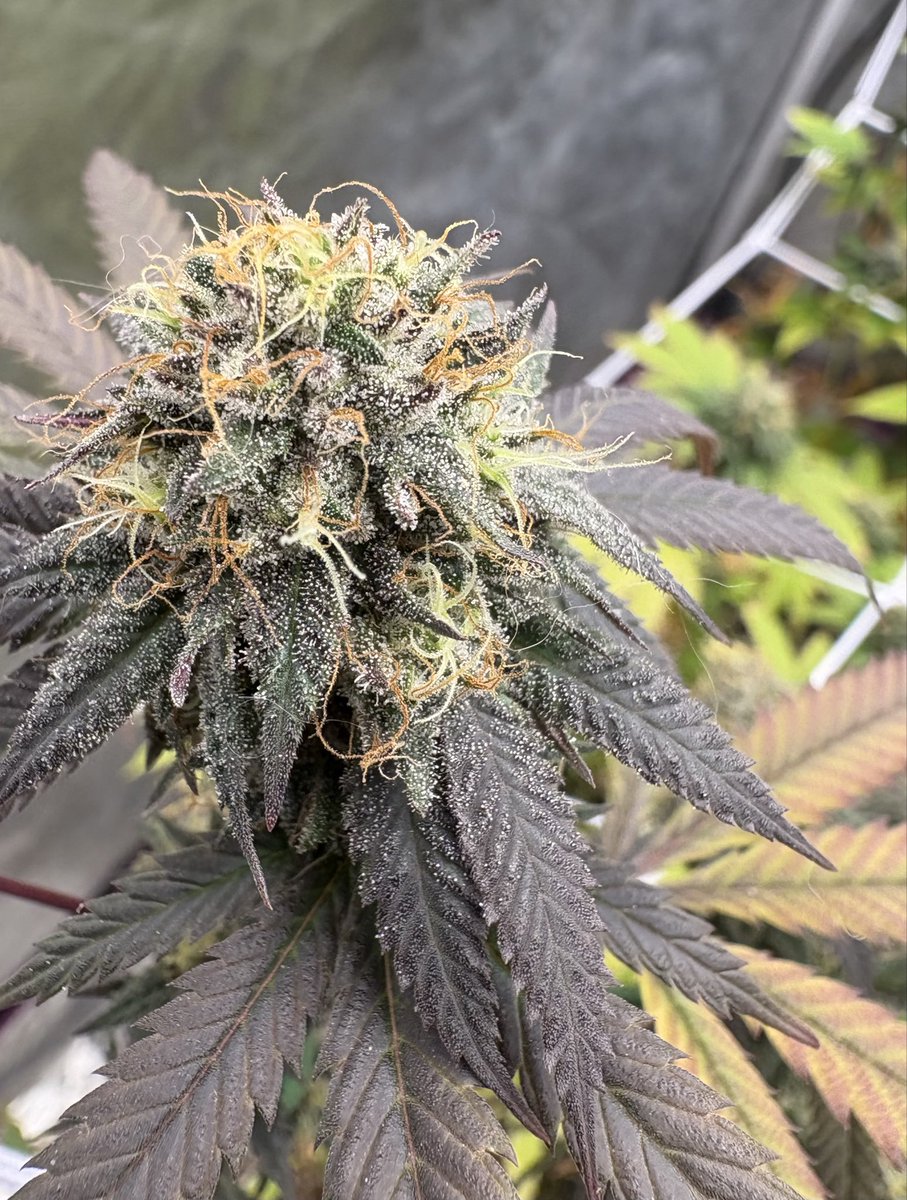 𝔐𝔬𝔫𝔢𝔯𝔬𝔧𝔲𝔞𝔫𝔞 tweet media