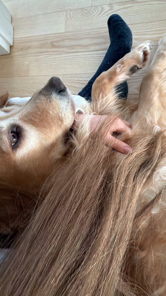 GooseBreeder tweet media