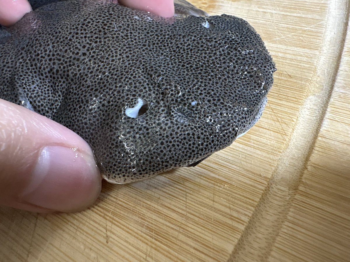 コウメグ🦈 tweet media