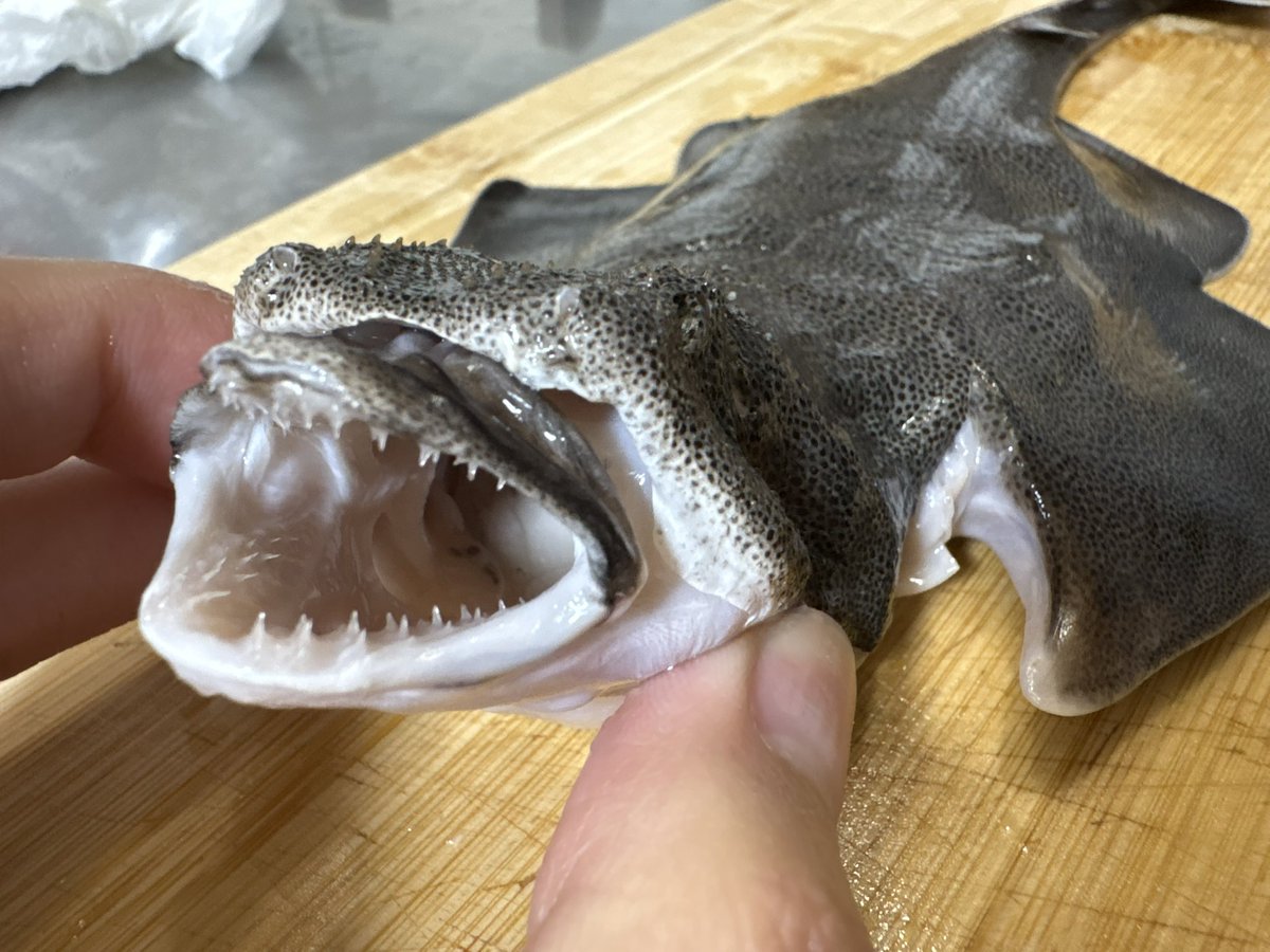 コウメグ🦈 tweet media