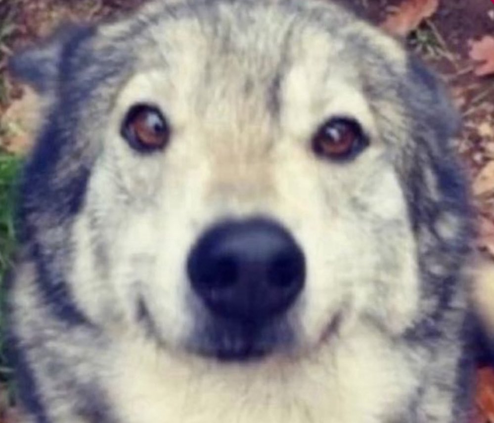 Deagle :3 🔜 Ainmhícon tweet media