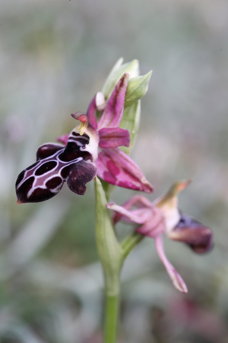 Mariposa Nature Tours tweet media
