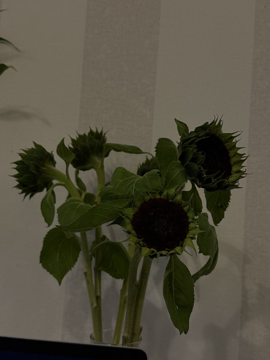 lera frolova tweet media