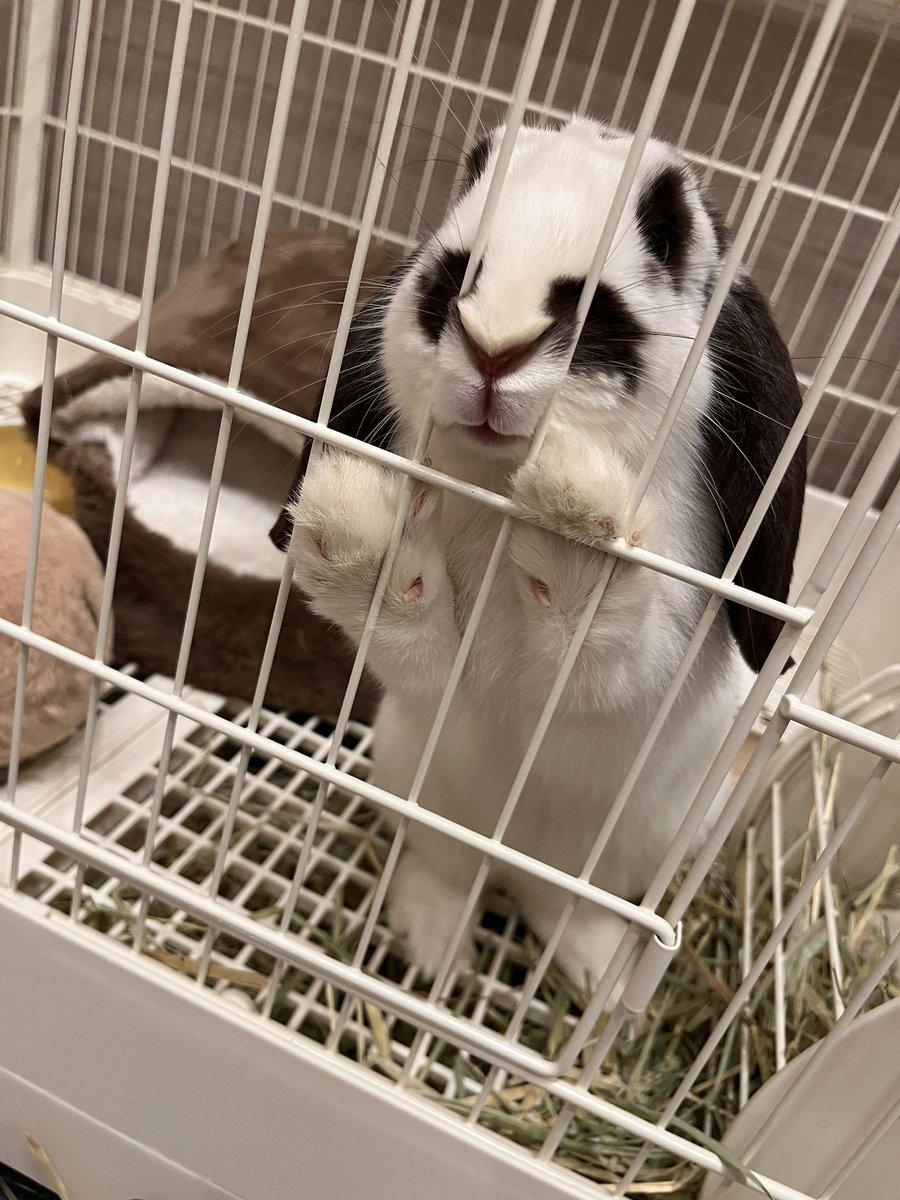 Lilかもかも🦆 tweet media