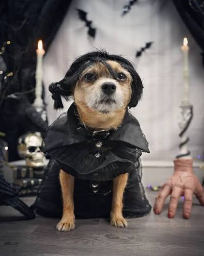 такідзава роздає вайфай 🇺🇦 ~ ᨐ tweet media