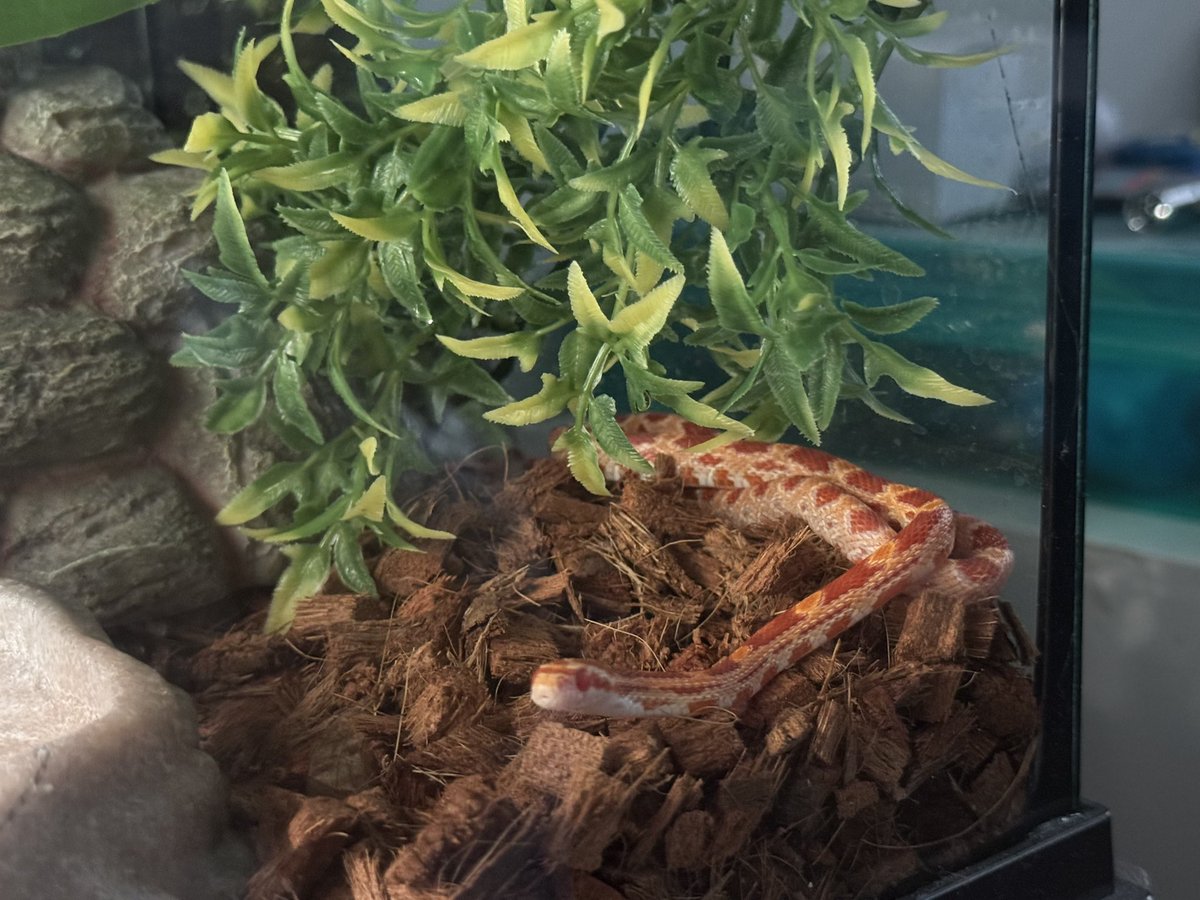 Withered Foxy tweet media