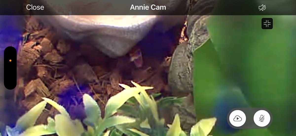 Withered Foxy tweet media