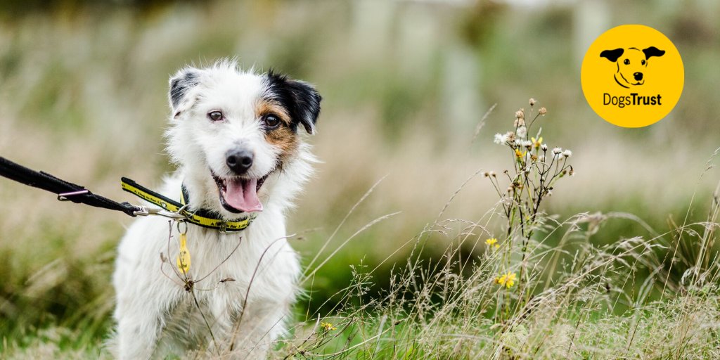 FreeWillsMonth's tweet photo. A gift in your Will would help @DogsTrust continue to care for dogs in need across the UK. To prepare them for their forever homes they give dogs training, treatment, sensory gardens &amp; the best care. Help them give dogs the happy lives they deserve. https://t.co/vRJv6e3oVT https://t.co/dXHiXJMbEG