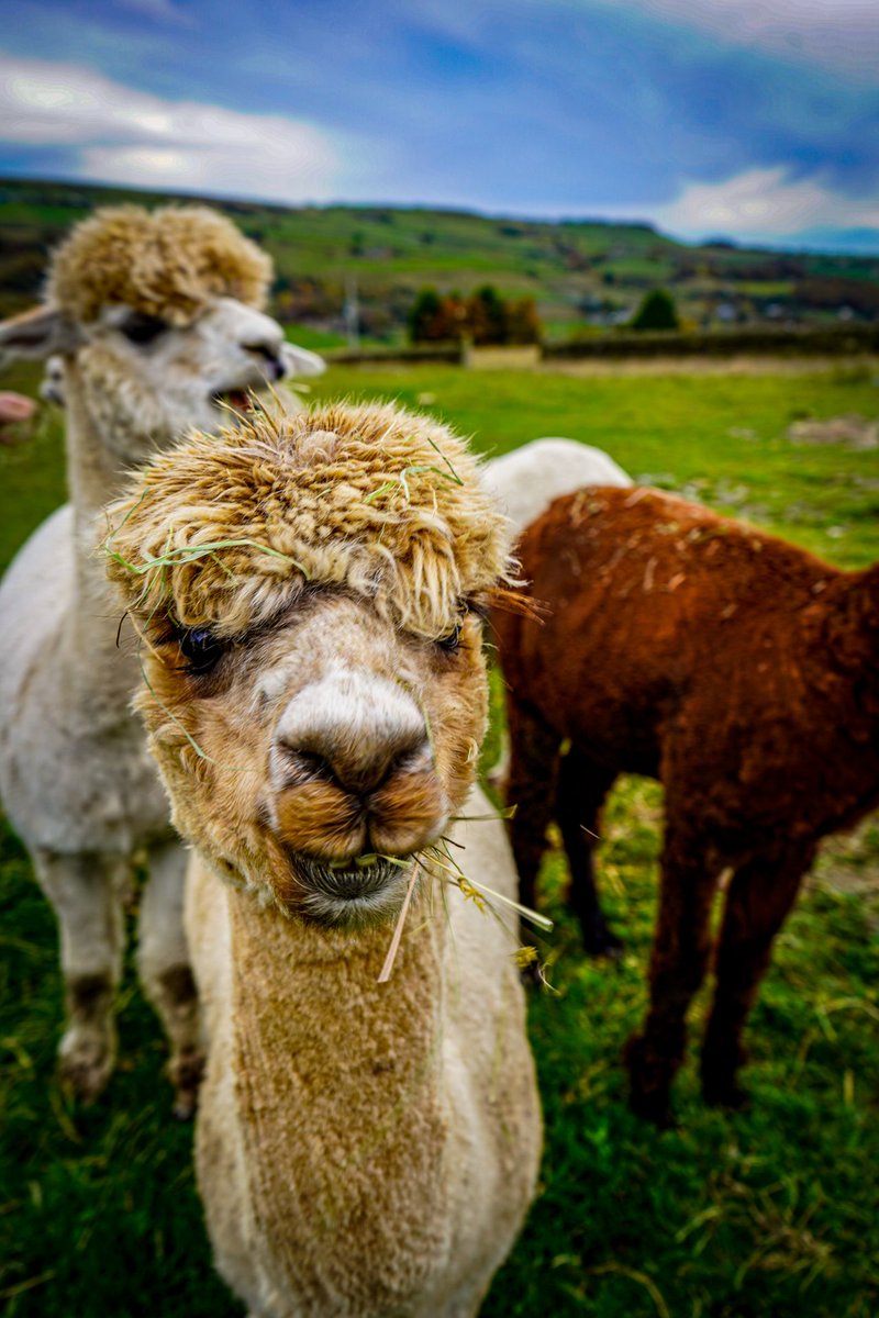 Hannah // Get Lost in Yorkshire tweet media