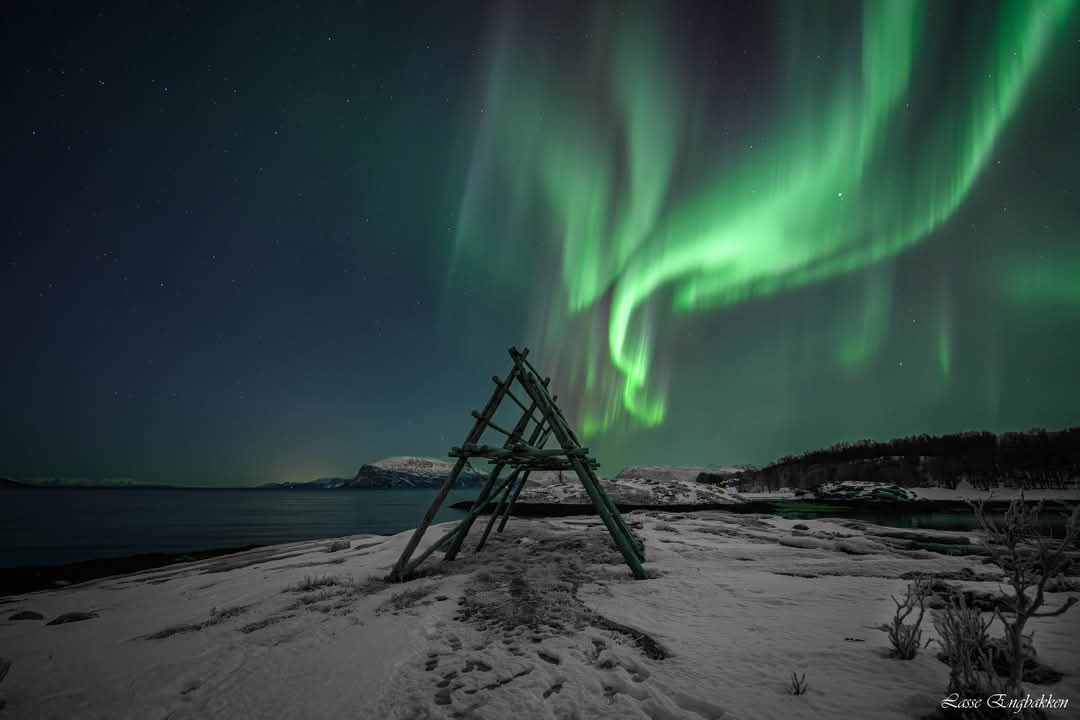 Elusive Moose tweet media