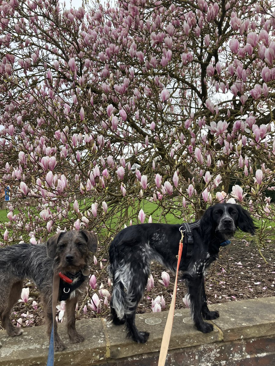 PiperSprocks's tweet photo. Iz #throwbackthursdsy and this is the luffly MagsyNolia tree on da village green. Is PiperPal, me and me and KizzySis by da tree… we duzzunt hav one of me and Winnie Sis on da wall but she lived just by da Green so saw the tree every day https://t.co/9Ly2jLUVUr