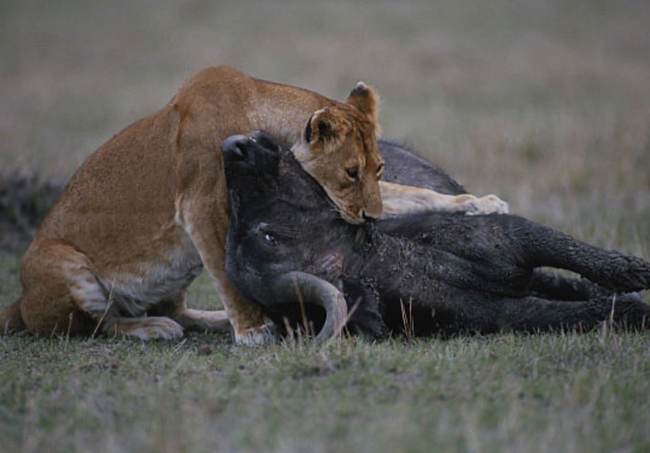 Mindless SheepUSA tweet media