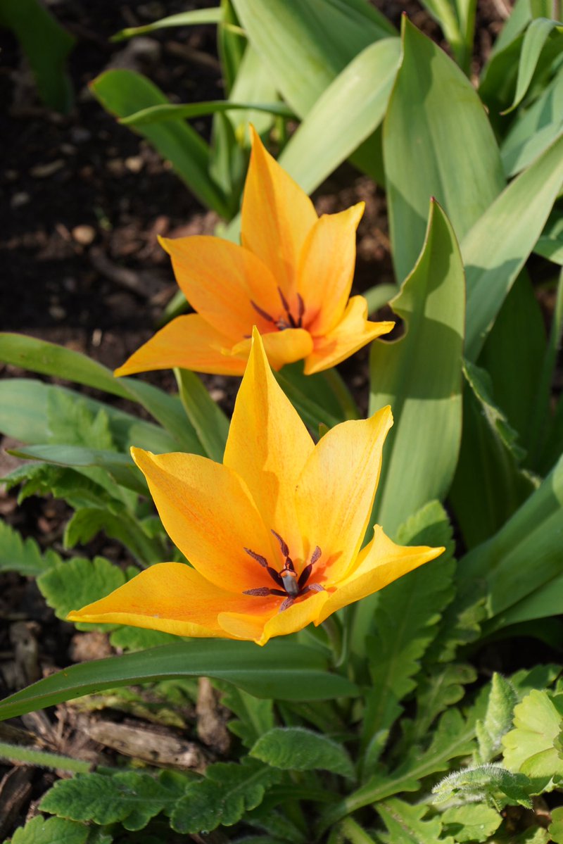 Michael Merrifield tweet media