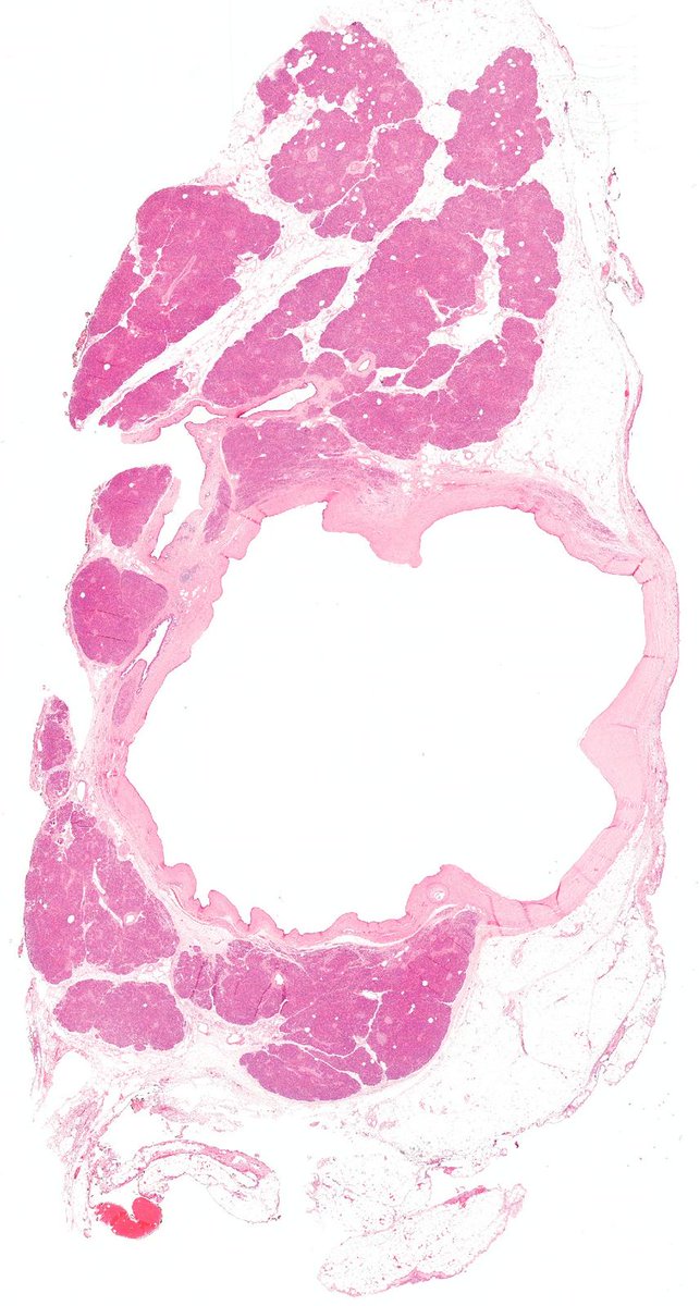 Charlie Herndon tweet media